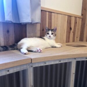 神戸シェアハウスにゃがた天神-cat