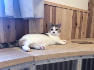 神戸シェアハウスにゃがた天神-cat